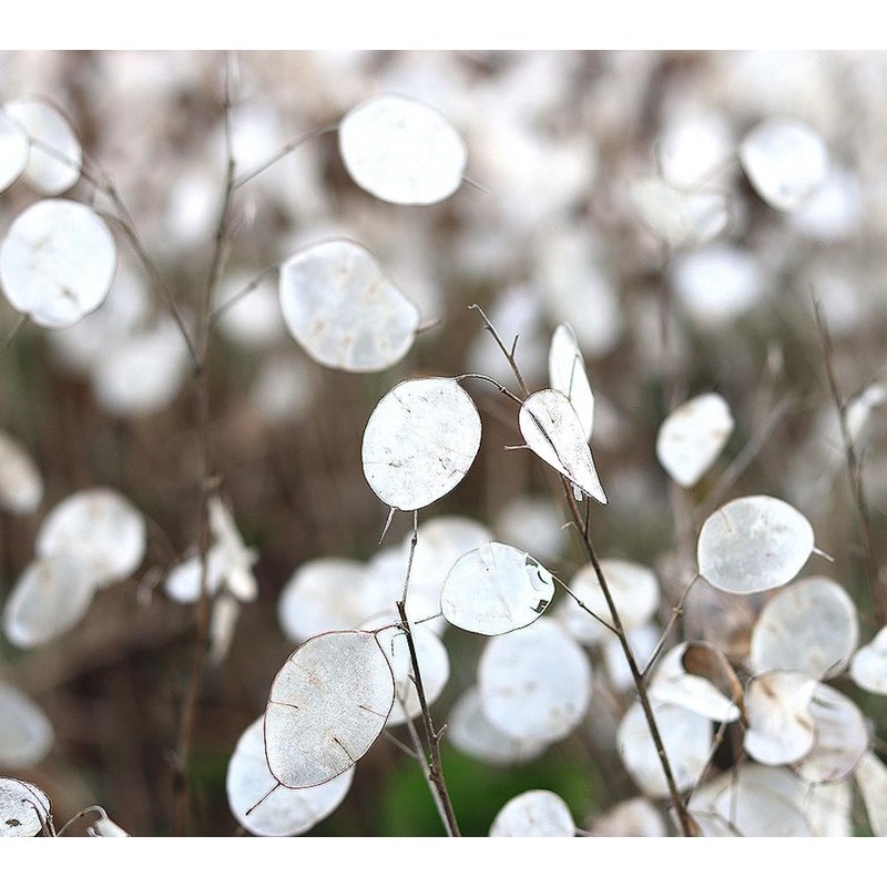 150 Seeds Lunaria - Money Plant Seeds - Marde Ross