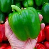 국내산 초록 청 피망 상품 5kg Domestic Green Bell Pepper