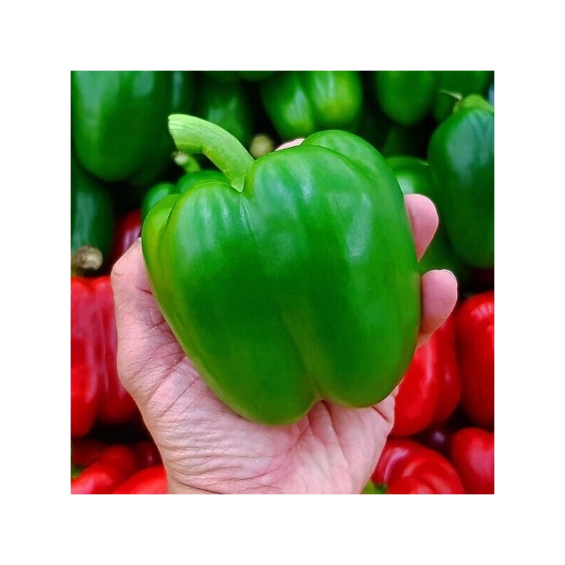 국내산 초록 청 피망 상품 5kg Domestic Green Bell Pepper