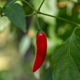 Pepper Seeds - Hot - Birdseye Chili -1 g Packet ~150 Seeds - Capsicum annuum - Farm & Garden Vegetable Seeds - Non-GMO, Heirloom, Open Pollinated, Annual