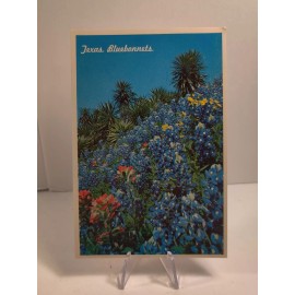 Texas Bluebonnets postcard astrocard 4x6 Bluebonnet Indian paint and yucca