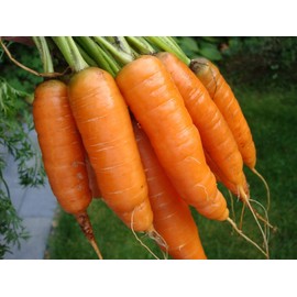 1,000+ Carrot Seeds- Scarlet Nantes Heirloom Variety