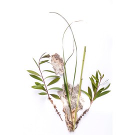 Bondi Wash - Dry Dog Wash