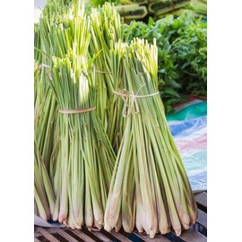 Lemongrass 5 Lemongrass Stalks, Mosquito Repellent, Cymbopogon, Easy to Plant Citronella