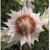 Protea Serruria florida seeds (Blushing Bride) RARE high quality source