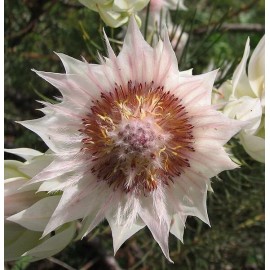 Protea Serruria florida seeds (Blushing Bride) RARE high quality source (5 seeds)