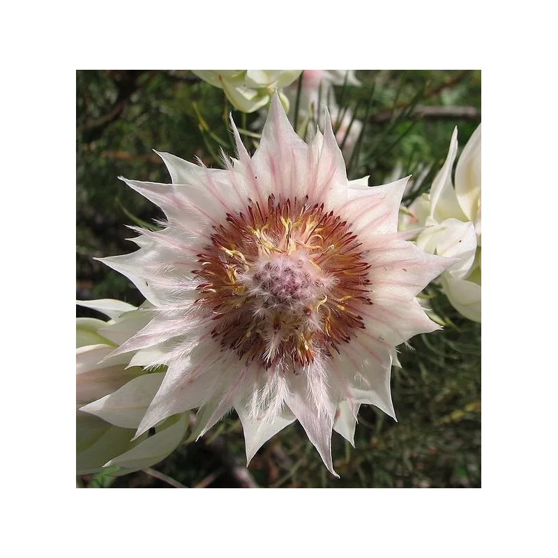 Protea Serruria florida seeds (Blushing Bride) RARE high quality source