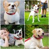 Dog Collar, Reflective Adjustable Basic Dog Collar with Soft Neoprene