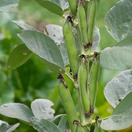 Hyacinth Bean - Shitohana Fujimame - 4 g Packet ~25 Seeds - Non-GMO, Heirloom - Asian Garden Vegetable & Flower