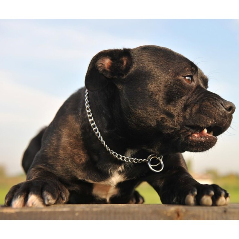 Gold Choker Collar For Large Dogs Metal Slip Dog Chain