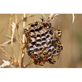 28 REAL YELLOW JACKET WASP V Pensylanica 14 Dried Plus 14 Wet Specimen
