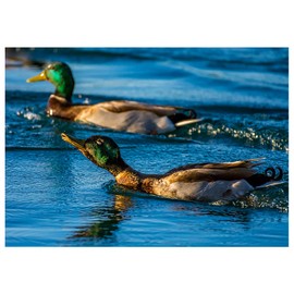 Will Davis Studios Mallard Ducks Swim on a Deep Blue Desert Lake Photography Fine Art All Occasion Greeting Card. (Blank Inside)