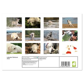 Labrador Retriever 2022 (Monthly Wall Calendar 2025 11.7" x 16.5" (open)), CALVENDO 14 Month Calendar