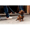 Tiger Tail Urban Nomad Dog Collar | Durable, Waterproof, Odor