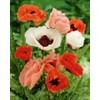 NIKA SEEDS - Flowers Oriental Poppy Mix Annual - 1000