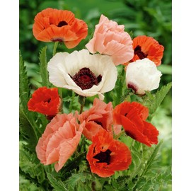 NIKA SEEDS - Flowers Oriental Poppy Mix Annual - 1000 Seeds