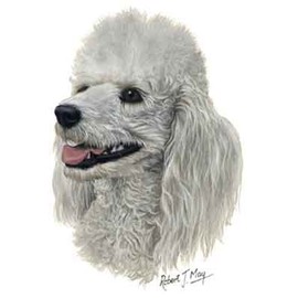 White Miniature Poodle Dog - Robert May Portrait Matted Art Card - 5 in x 7 in Design - 8 in x 10 in Matted