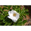 Buy Rare Seeds Rosa rugosa Alba | White Japanese Rose
