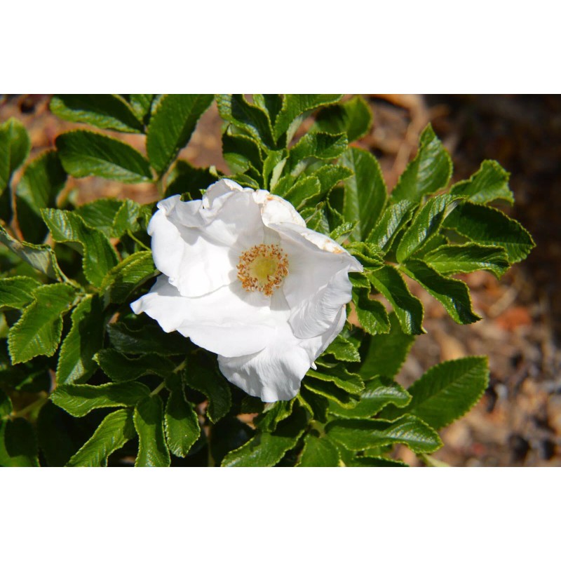 Buy Rare Seeds Rosa rugosa Alba | White Japanese Rose