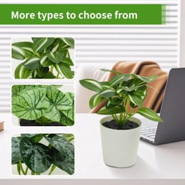 Freyalife 6 Pack Fake Plants for Room Decor,Mini Artificial Potted Plants for Home Office Living Kitchen Classroom Table Shelf Desk Farmhouse Bathroom Indoor Decor