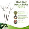 Twigs GA - Plant Support Stakes for Indoor & Outdoor