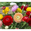 Garden Plant Seed Flower Seed 100+ Mixed Color Flowers Ranunculus