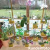 Orchitop M Set Orchid Pot with Saucer for All Orchids