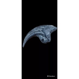 Allosaurus fragilis manual claw (hand claw ) cast replica