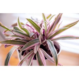 Tri Color Dwarf Oyster Plant | 30 Live Plants | Tradescantia Spathacea 'Tricolor' | Indoor Outdoor Decorative Accent | Vibrant Foliage