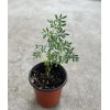 Rue Common Rue Plant 6” With Pot Ruta graveolens Herb