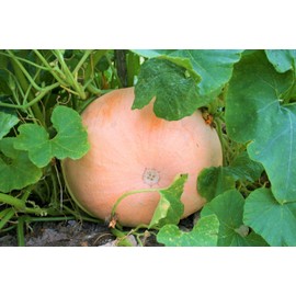 TomorrowSeeds - Jaune De Paris Pink Pumpkin Seeds - 20+ Count - for 2025 Planting French Rose de Paris Fairytale Coach Carriage Patch Pumpkins Heirloom Vegetable Grow Your Own Home Farm Patio Healthy