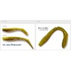 Buddyworks Flag Shad 4" GPK Glow Pink