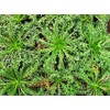 SVI Maca Seeds, Peruvian Ginseng, 200 Seeds, Peruvian Superfood, Easy to Grow !
