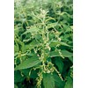 Stinging Nettle Seeds (Urtica Dioica) from Germany - Pure Vegan