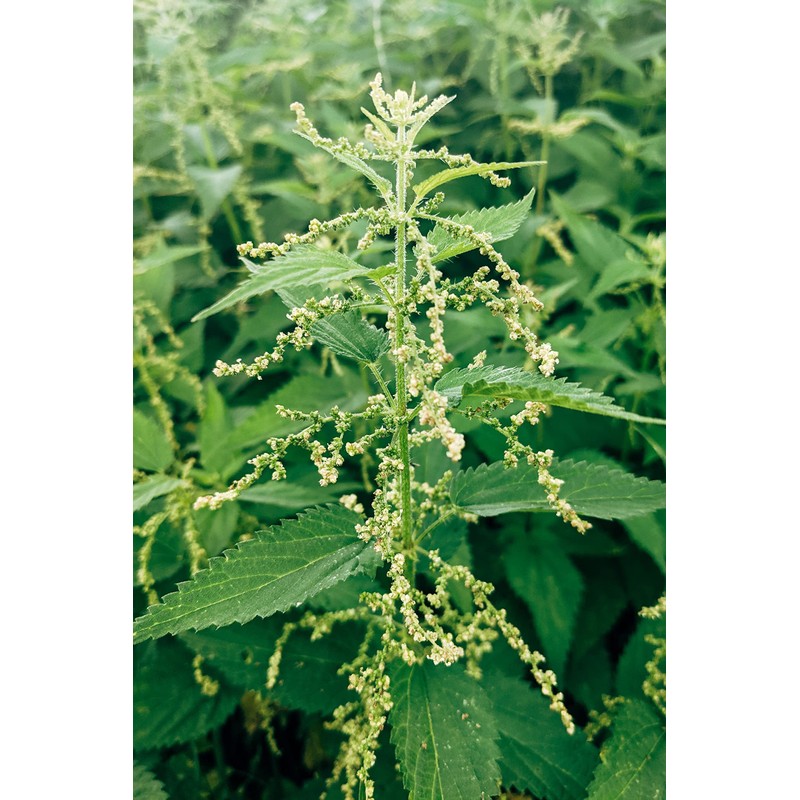 Stinging Nettle Seeds (Urtica Dioica) from Germany - Pure Vegan
