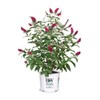 Proven Winner Miss Molly Buddleia 2 Gal, Pink and Red
