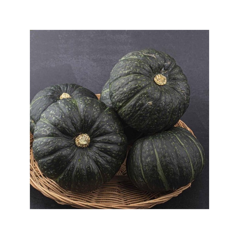 유기농 단호박분말 100g Organic Pumpkin Powder 100g