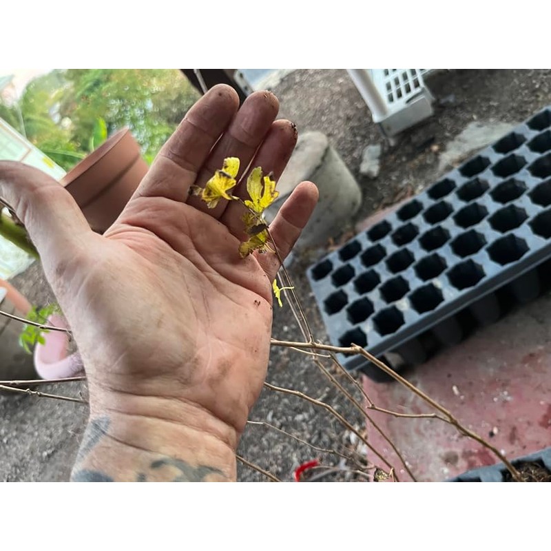 Pakistan Long Mulberry Tree - Morus Macroura - Not Dwarf