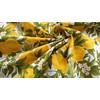 Pago Poco ULIV Square Tablecloth with Lemon Pattern and Branches