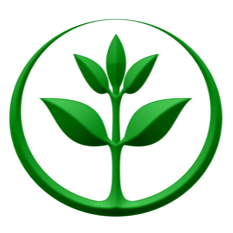 200 Moringa Oleifera Seeds 2 oz. WINGLESS Fresh Organic Semillas