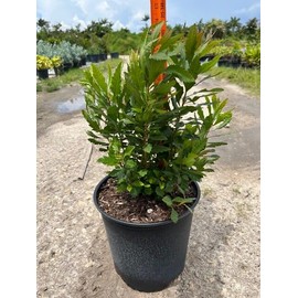 Wax Myrtle | 1 Live Gallon Size Plant | Myrica Cerifera | Ideal for Natural Landscaping | Fragran, Fast-Growing & Hardy