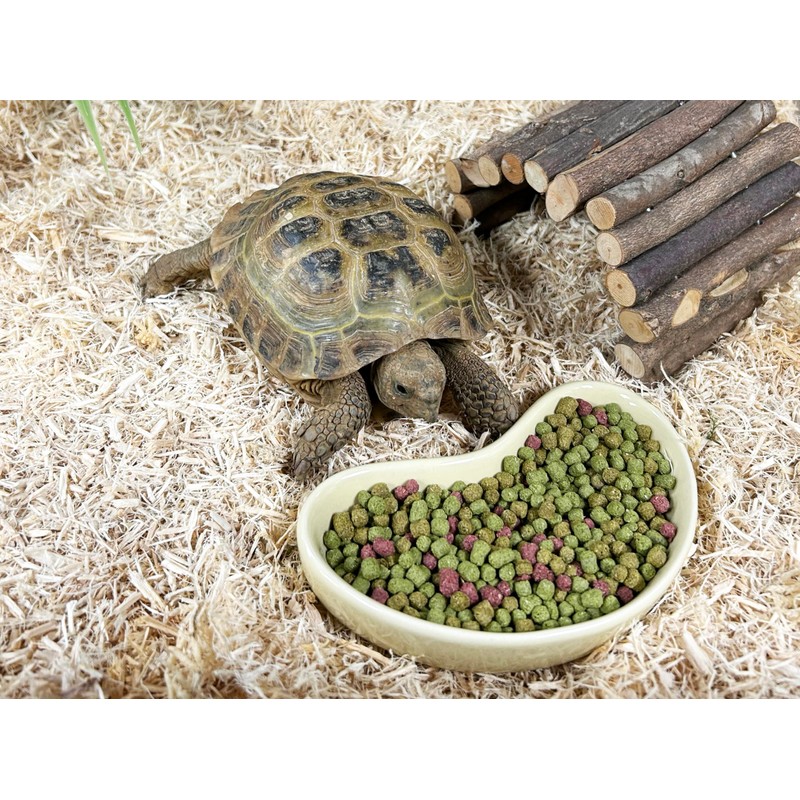 Komodo Flexi Stix, Small, Terrarium or Vivarium Natural Decor, Suitable