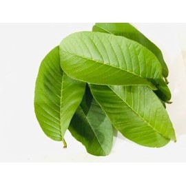 Premium Organic Fresh Guava Leaves, 100% Natural, Non- GMO, Whole Leaves, Fresh Leaves Picked the Day of Your Order, Guava Loose Leaf Herbal Tea (15 Fresh Guava Leaves)