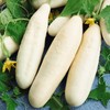 22Day Seeds: Seeds Cucumber White Angel F1 Open-Pollinated/Indoor / 50