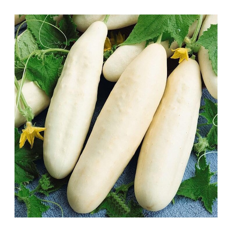 22Day Seeds: Seeds Cucumber White Angel F1 Open-Pollinated/Indoor / 50
