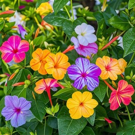 80+ Four O'clock Flower Seeds for Planting - Mix Color Mirabilis Jalapa Flower Seeds Tropical Ornaments