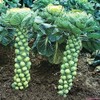 NIKA SEEDS - Vegetable Brussels Sprout Cabbage Green (Possible to