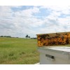 Prairie River Honey Farm Raw Honey Pure Natural Nebraska Honey