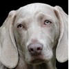 Weimaraner Dog Greeting Card - Square