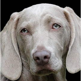 Weimaraner Dog Greeting Card - Square